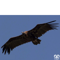 گونه کرکس سیاه Eurasian Black Vulture